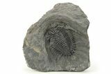 Kayserops megaspina Trilobite - Bou Lachrhal, Morocco #280922-1